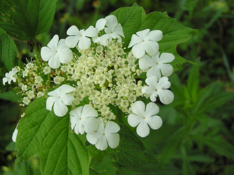 Viorne Obier (Viburnum opulus) 3 - Achat en ligne