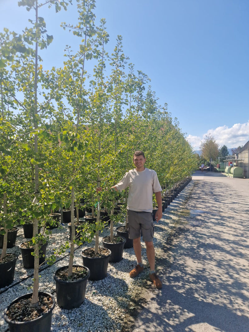 Ginkgo Biloba en touffe