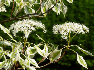 Cornouiller des Pagodes panaché (Cornus controversa Variegata) 1 - Achat en ligne
