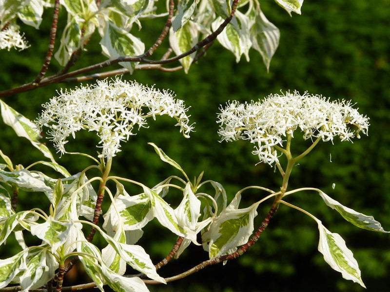 Cornouiller des Pagodes panaché (Cornus controversa Variegata) 1 - Achat en ligne