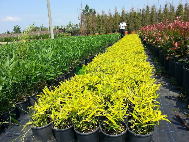 Bambou (Phyllostachys) Aurea 1 - Achat en ligne