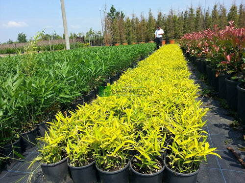 Bambou (Phyllostachys) Aurea 1 - Achat en ligne