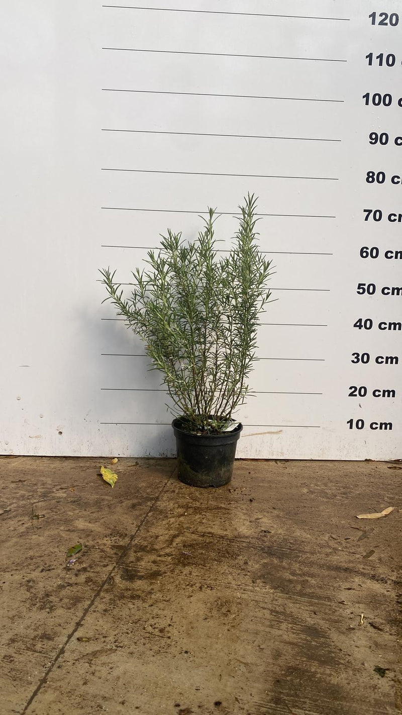 Romarin (Rosmarinus Officinalis) 2 - Achat en ligne