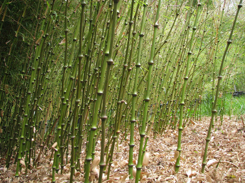 Bambou Tsutsumiana 1 - Achat en ligne