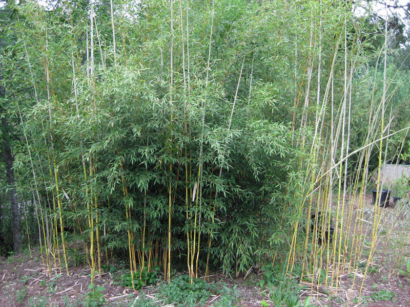 Bambou (Phyllostachys) Aureosulcata Aureocaulis 1 - Achat en ligne