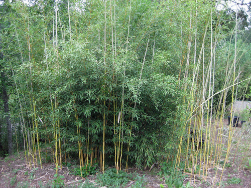 Bambou (Phyllostachys) Aureosulcata Aureocaulis 1 - Achat en ligne