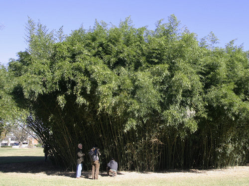 Bambou Bissetii 1 - Achat en ligne