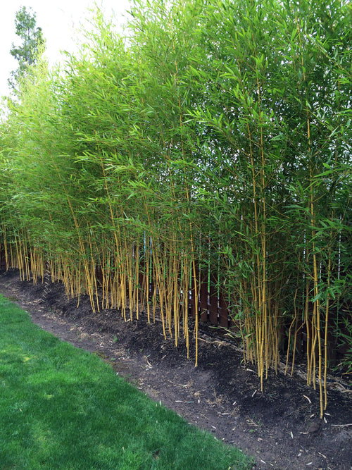 Bambou Aureosulcata Spectabilis 1 - Achat en ligne