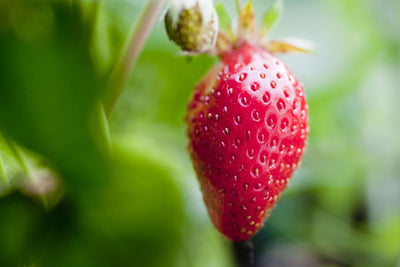 Fraisier Gariguette 1 - Achat en ligne