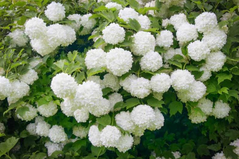 Viorne Obier (Viburnum opulus) 1 - Achat en ligne