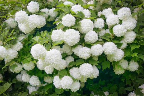 Viorne Obier (Viburnum opulus) 1 - Achat en ligne