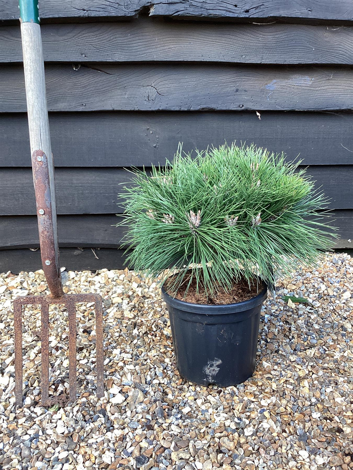 Pin Noir Nain (Pinus Nigra Nana) 3 - Achat en ligne