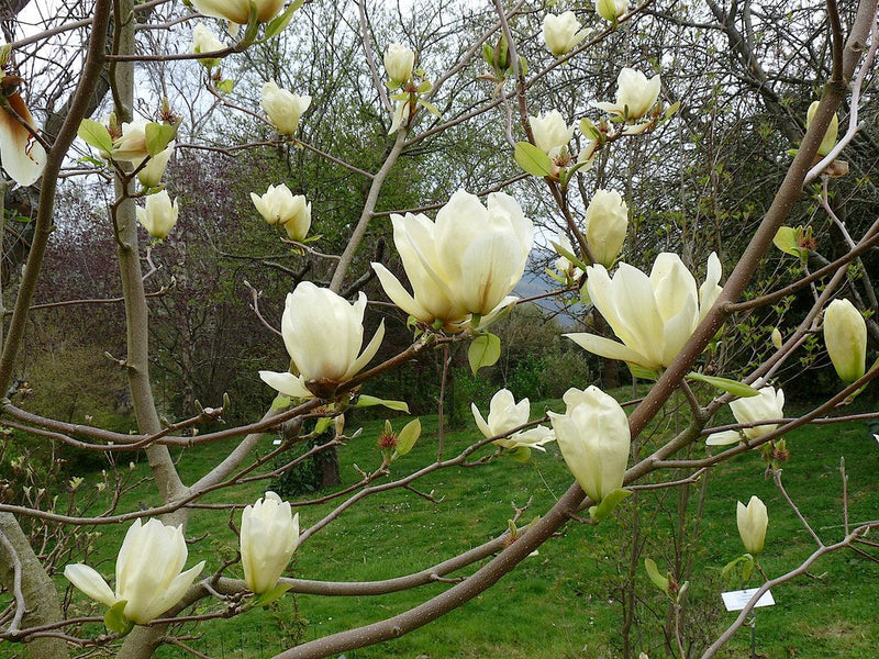 Magnolia (Magnolia Yellow River) 2 - Achat en ligne