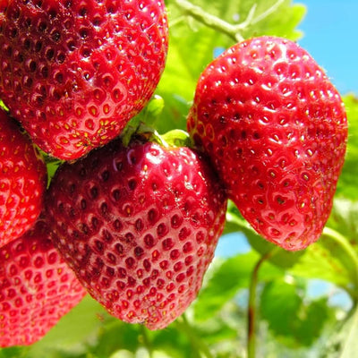Fraisier Darselect 1 - Achat en ligne