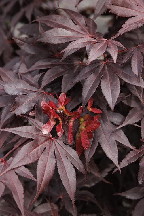 Acer Palmatum Bloodgood 1 - Achat en ligne