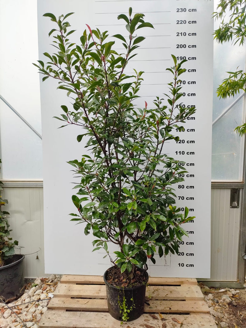 Photinia Fraseri Carré Rouge 3 - Achat en ligne