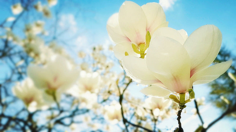 Magnolia Yulan (Denudata Double Diamond) 3 - Achat en ligne