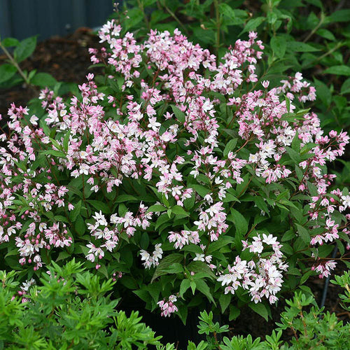 Deutzia (Deutzia Gracilis) 1 - Achat en ligne