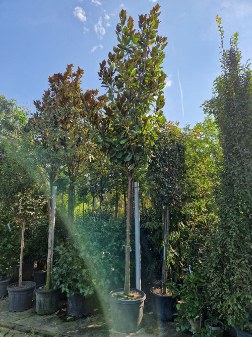 Magnolia Grandiflora en Tige 1 - Achat en ligne