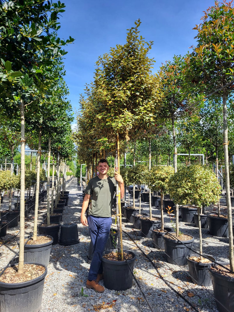 Elaeagnus Ebbingei Viveleg en tige