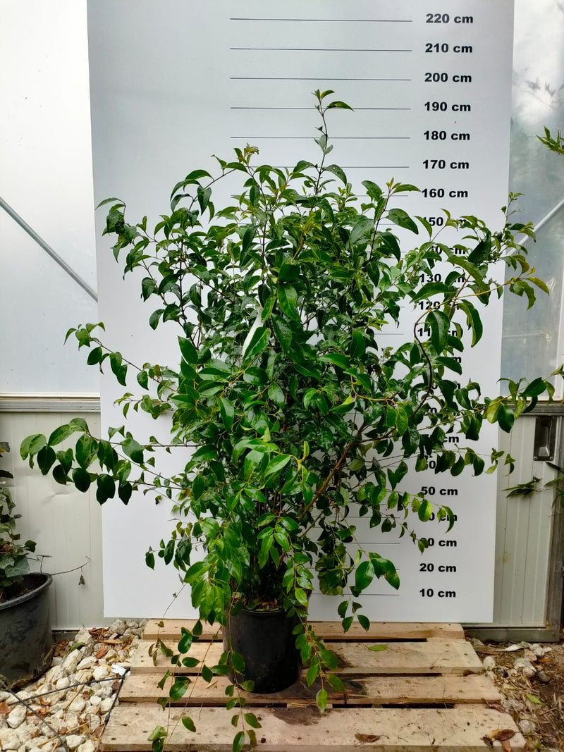 Troène du Japon (Ligustrum Japonicum) 3 - Achat en ligne