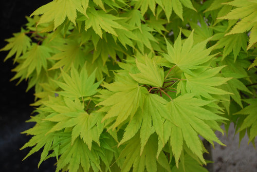 Acer Shirasawanum Jordan 1 - Achat en ligne
