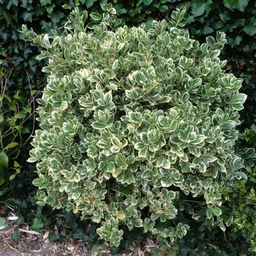 Fusain du Japon 'Bravo' (Euonymus Japonicus) 1 - Achat en ligne