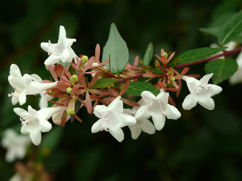 Abélia (Grandiflora) 2 - Achat en ligne