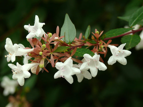 Abélia (Grandiflora) 1 - Achat en ligne
