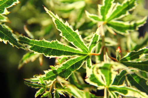 Acer Palmatum Butterfly 1 - Achat en ligne