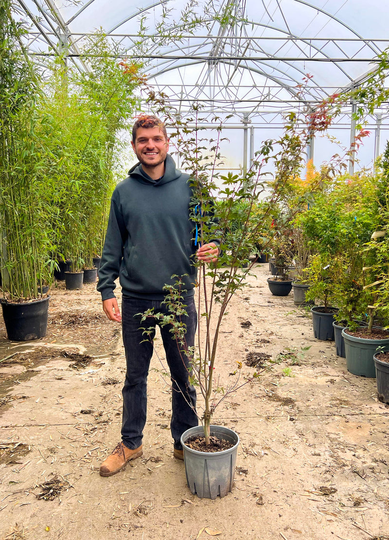 Acer palmatum ‘Red Wine'