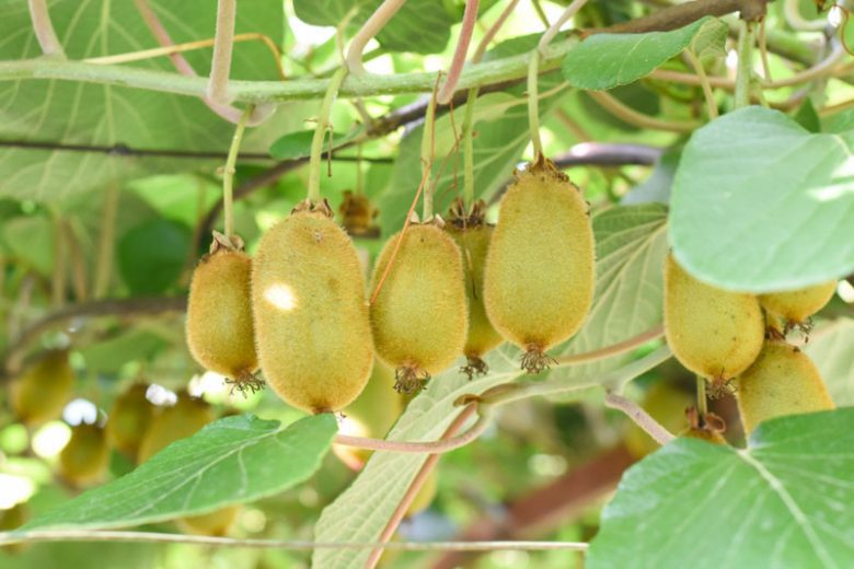 Kiwitier (Actinidia) 1 - Achat en ligne