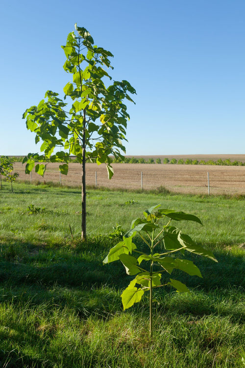 Arbre impérial (Paulownia) 1 - Achat en ligne