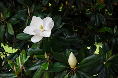 Magnolia à feuilles persistantes (Magnolia Grandiflora) 1 - Achat en ligne