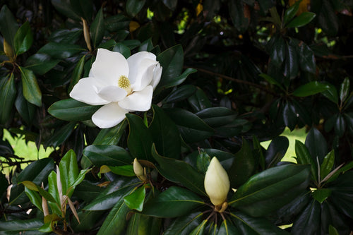 Magnolia à feuilles persistantes (Magnolia Grandiflora) 1 - Achat en ligne