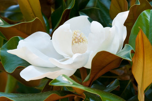 Magnolia à feuilles persistantes (Magnolia Grandiflora) 1 - Achat en ligne