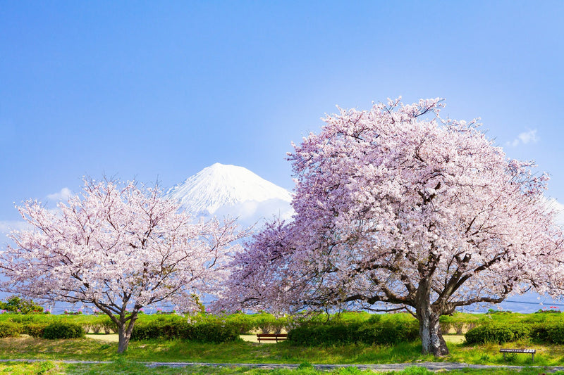Cerisier Japonais à Fleurs (Prunus Serrulata Kanzan) 3 - Achat en ligne