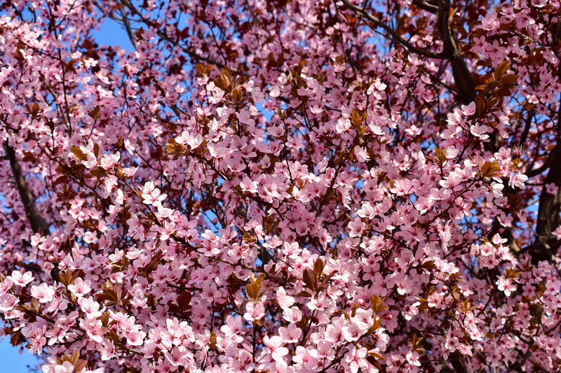 Cerisier Japonais à Fleurs (Prunus Pissardii) 1 - Achat en ligne