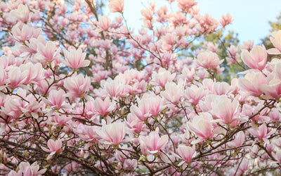 Magnolia Susan 1 - Achat en ligne