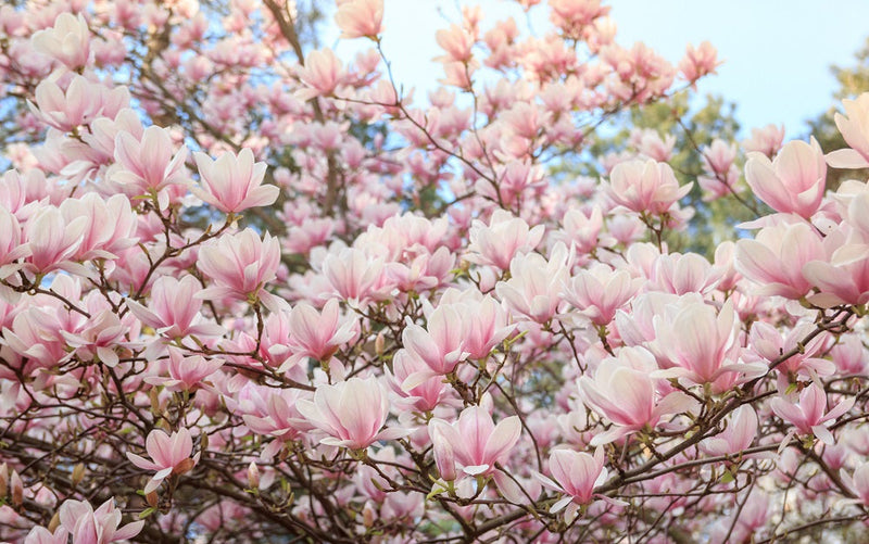 Magnolia Susan 1 - Achat en ligne