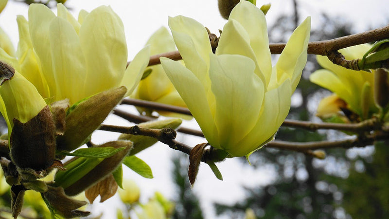 Magnolia (Magnolia Yellow River) 1 - Achat en ligne