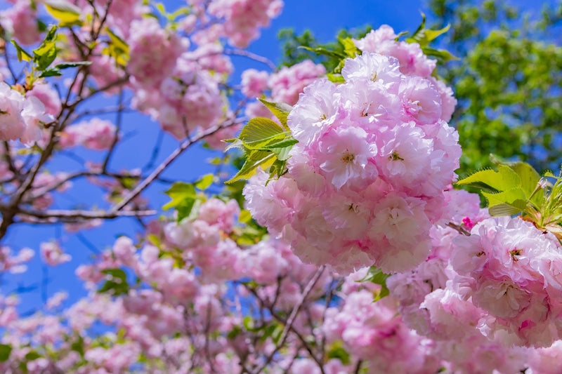 Cerisier Japonais à Fleurs (Prunus Serrulata Kanzan) 1 - Achat en ligne