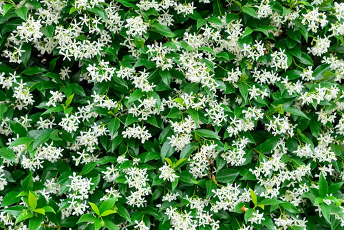 Jasmin Étoilé Grimpant (Trachelospermum Jasminoides) 1 - Achat en ligne