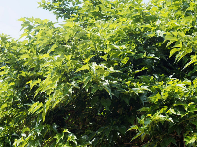 Mûrier Platane Stérile (Morus Platanifolia Fruitless) 1 - Achat en ligne