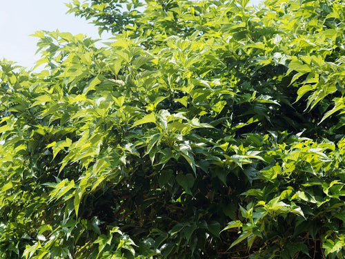 Mûrier Platane Stérile (Morus Platanifolia Fruitless) 1 - Achat en ligne