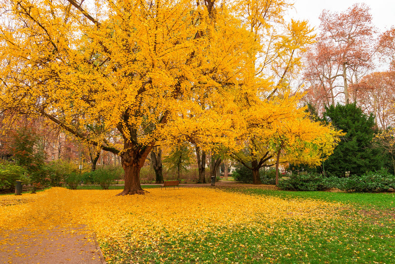 Ginkgo (Ginkgo Biloba) 3 - Achat en ligne