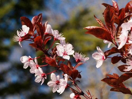 Cerisier Japonais à Fleurs (Prunus Pissardii) 1 - Achat en ligne