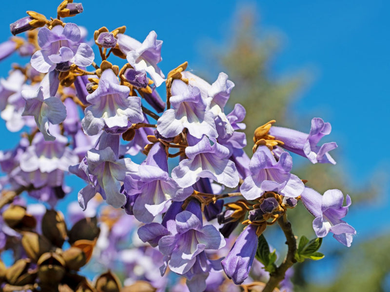 Arbre impérial (Paulownia) 3 - Achat en ligne