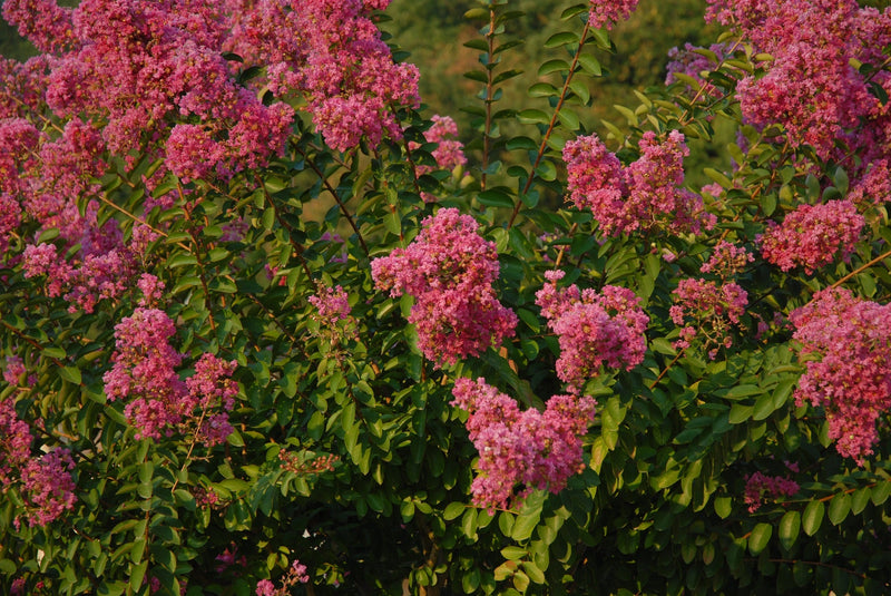 Lilas des indes (Lagerstroemia) 3 - Achat en ligne