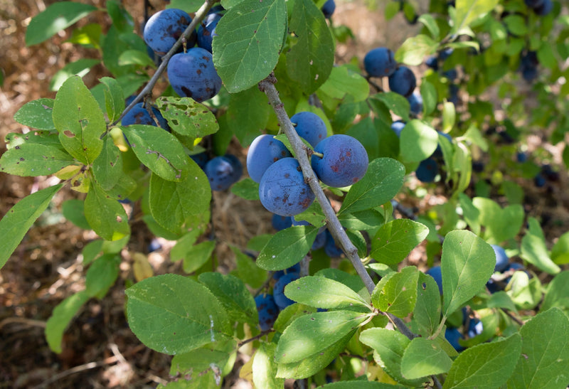 Prunier Quetsche d'Alsace (Prunus domestica Quetsche d'Alsace) 1 - Achat en ligne